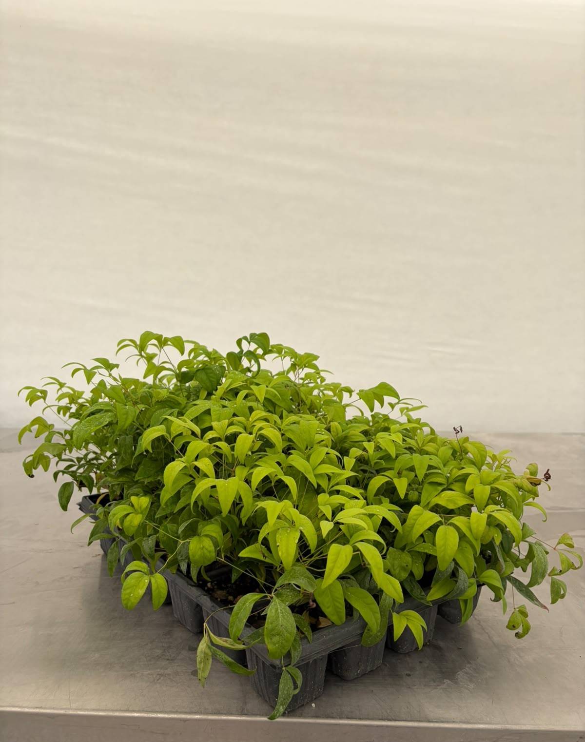 Nandina firepower